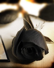 6.Blackrose